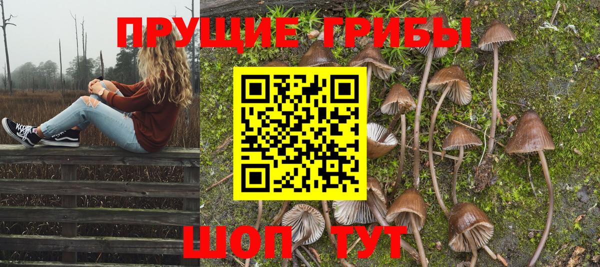 Сланцы  Галлюциногенные грибы Psilocybine cubensis  Вход с VPN 
